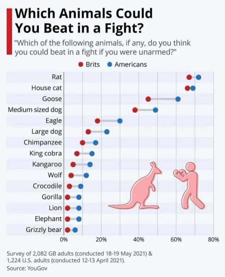 A bar chart titled 'Which Animals Could You Beat in a Fight?' compares British and American adults' confidence in fighting…