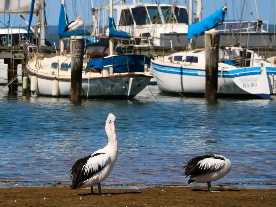 Two pelicans stand on a muddy shoreline in front of docked sailboats under a clear blue sky. One pelican stands upright…