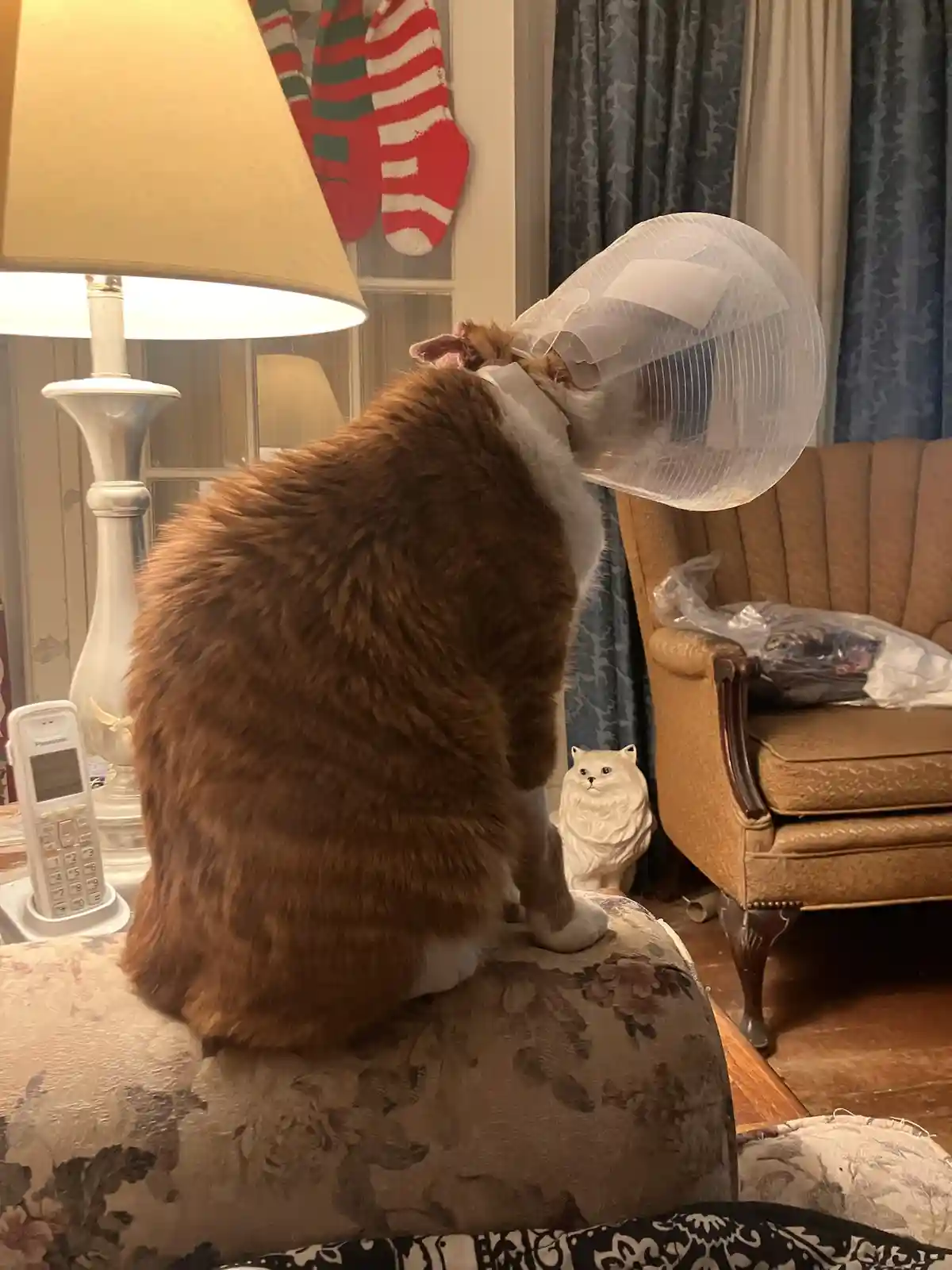 A ginger and white cat wearing a large plastic cone of shame sits on a floral-patterned ottoman, facing away from the…