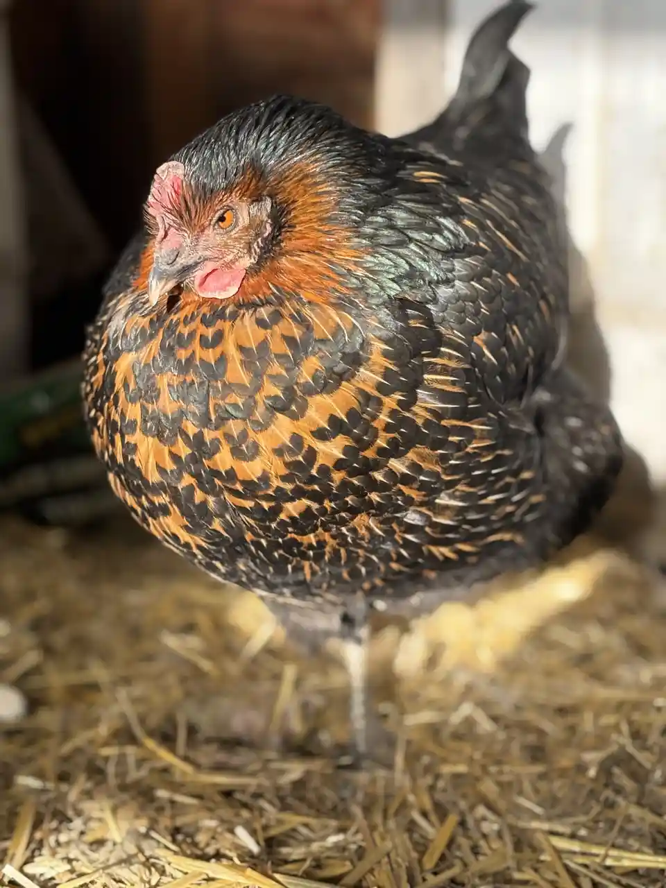 A close-up photo of a hen with black and orange-brown speckled feathers standing on straw in a barn. The hen has a red comb…