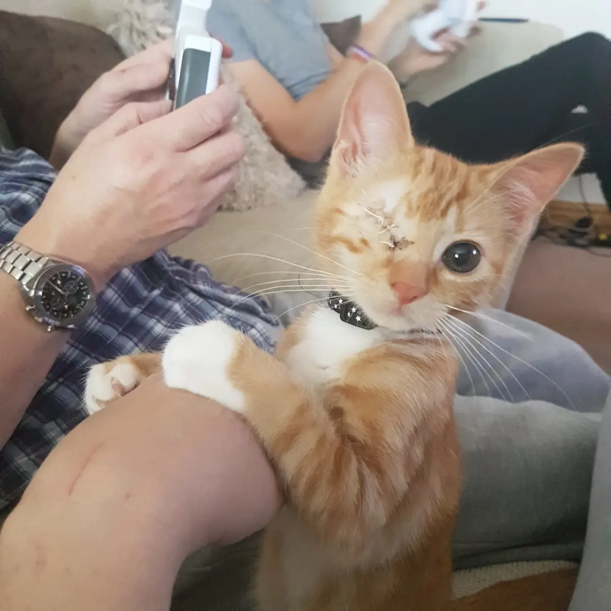 An orange and white kitten with a visible stitched wound above its left eye sits on a person's lap, looking directly at the…