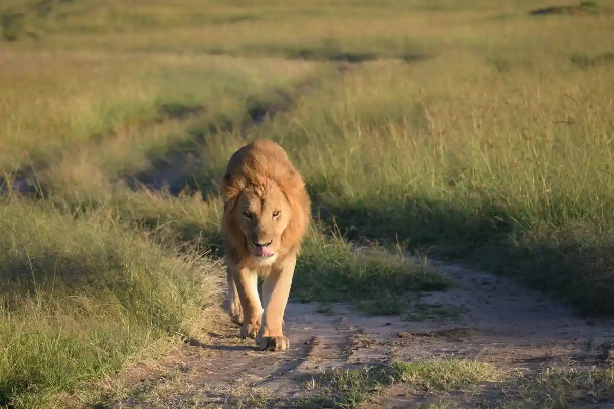 A male lion with a full mane walks confidently down a dirt path through tall grass, licking its lips. The overlaid text…