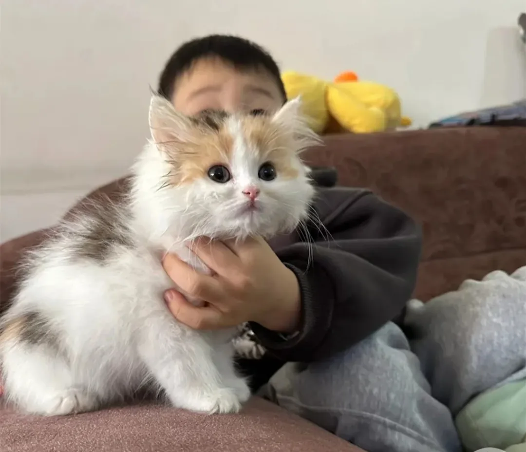 A young child holds a fluffy calico kitten with wide, innocent eyes that appear to be crying. The kitten is the central…