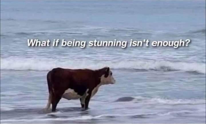 A brown and white cow stands in shallow ocean water, facing right, with gentle waves behind it. White text overlaid on the…