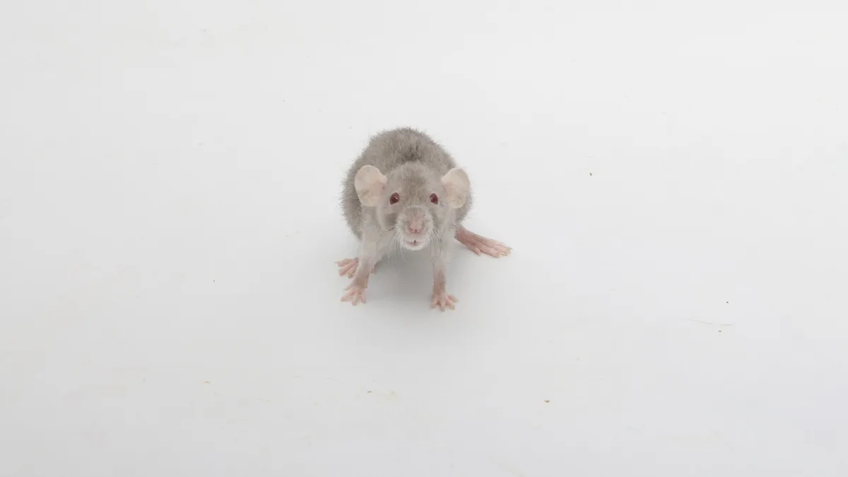 A small gray rat with pink paws and red eyes stands upright on a plain white surface, looking directly at the camera. The…