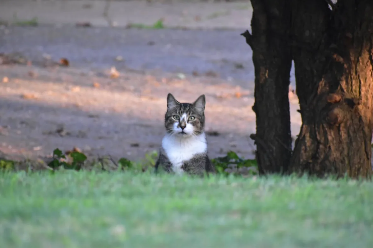 A tabby and white cat sits alertly in grass near a tree trunk, looking directly at the camera with wide, intense eyes. The…