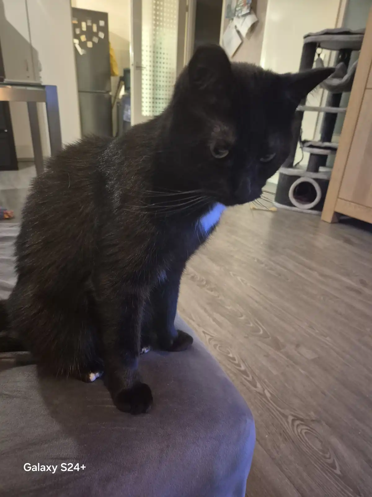 A black cat with a white patch on its chest sits on a gray cushion, looking down with a bored or unimpressed expression. The…