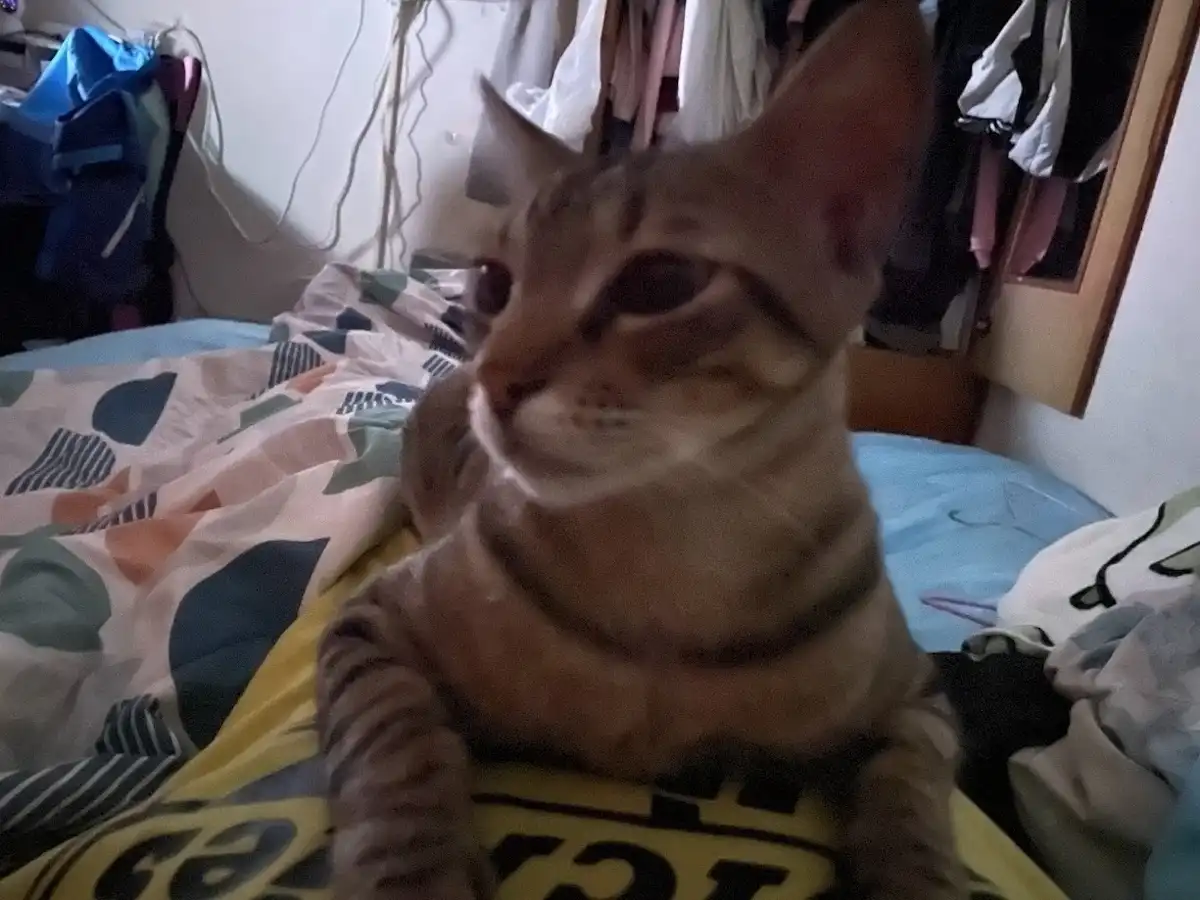 A brown tabby cat sits on a bed with patterned sheets, looking slightly sleepy or uninterested. The background shows a…