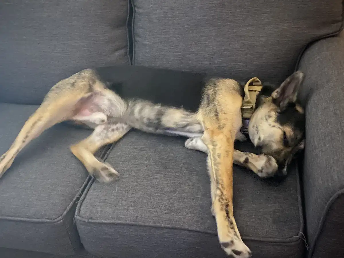A German Shepherd dog with tan and black fur is lying on its back on a dark gray couch, legs splayed out, appearing deeply…