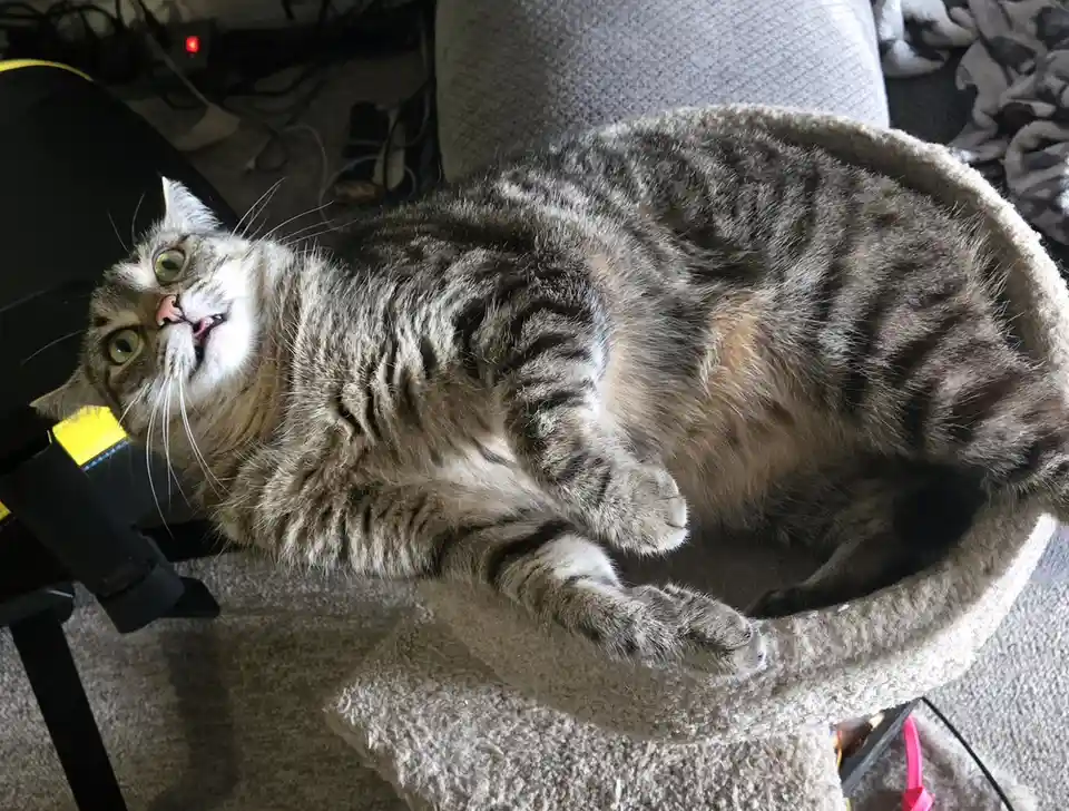 The Orange Cat That Absconded with Her Braincell