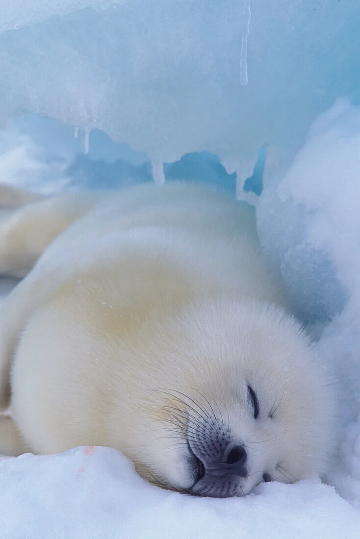 Shhh... I'm Lost in a Dream of Fish