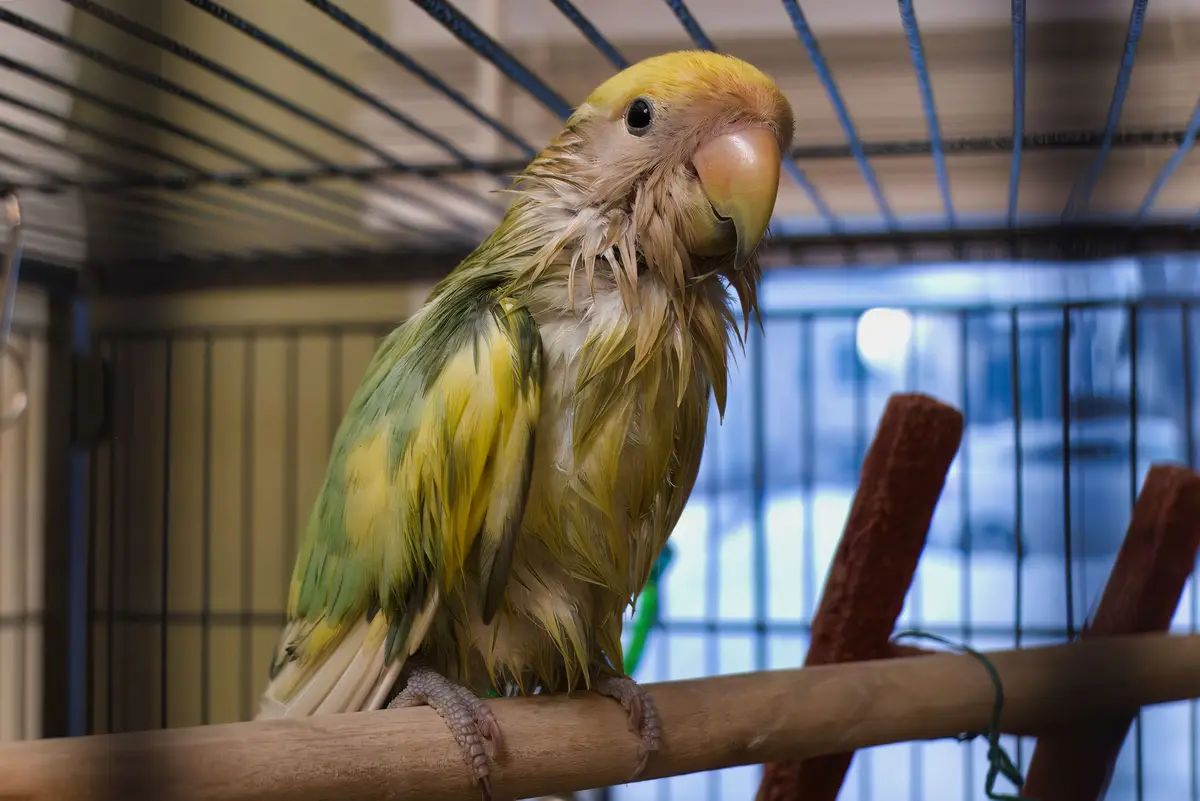 BigGuy just had a refreshing bath!