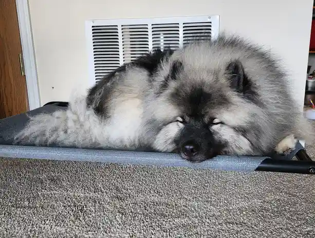 A fluffy, gray-and-black dog with a thick coat is sleeping soundly on a gray pet bed, its eyes closed and head resting on…