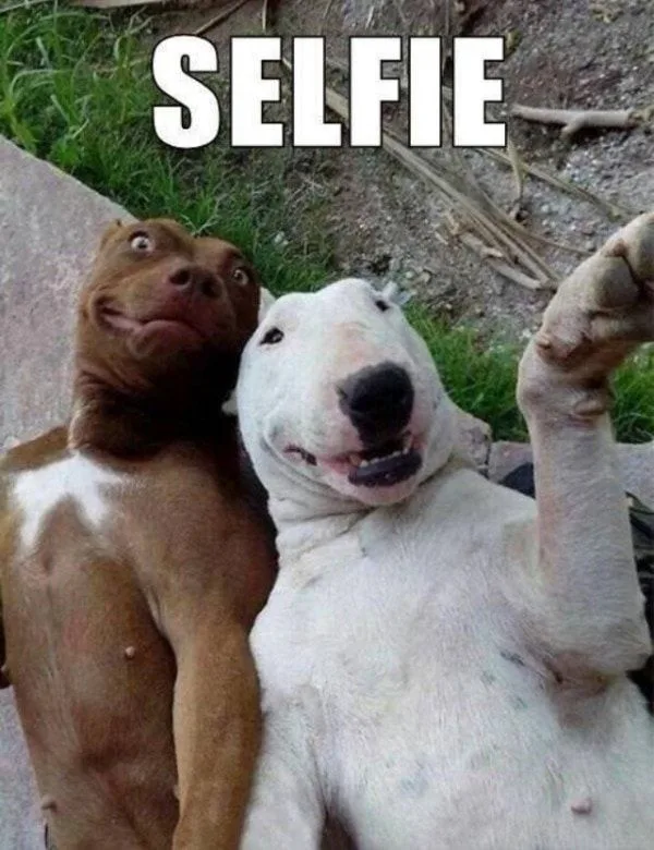 Two dogs, one brown and one white, are posing outdoors as if taking a selfie. The white dog has its paw raised like a phone…
