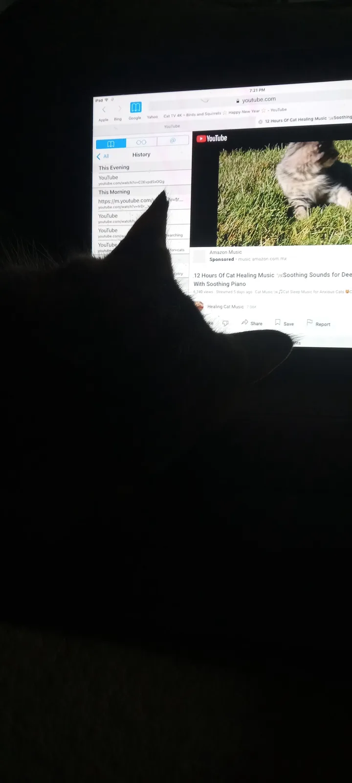 A black cat's silhouette is seen from behind, staring intently at an iPad screen displaying a YouTube history page. The…