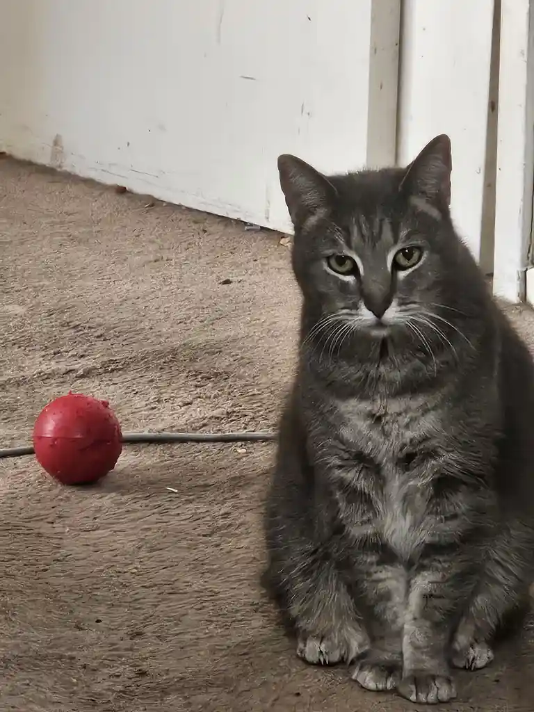 A gray tabby cat sits on a textured brown carpet, looking directly at the camera with a bored or unimpressed expression. To…
