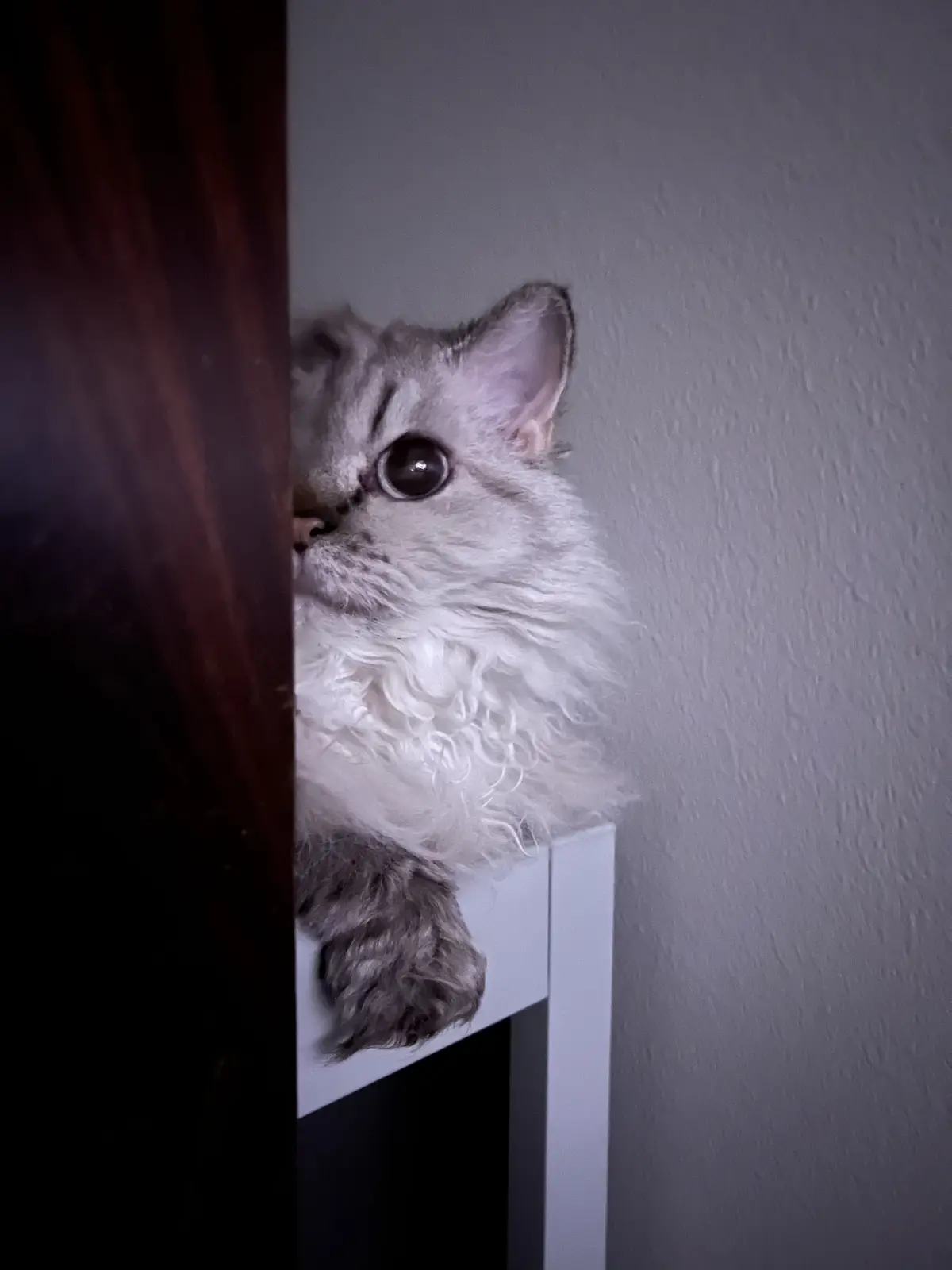A fluffy, silver-gray cat with large, round eyes peeks cautiously from behind a dark wooden door frame, perched on a white…