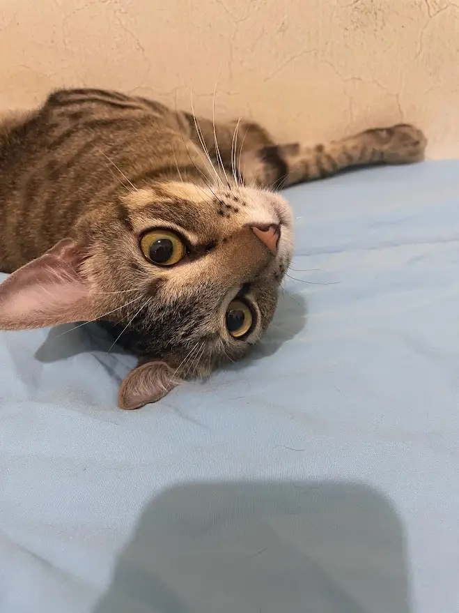 A tabby cat lies on its back on a light blue surface, looking upward with wide, startled eyes. The cat's head is tilted…