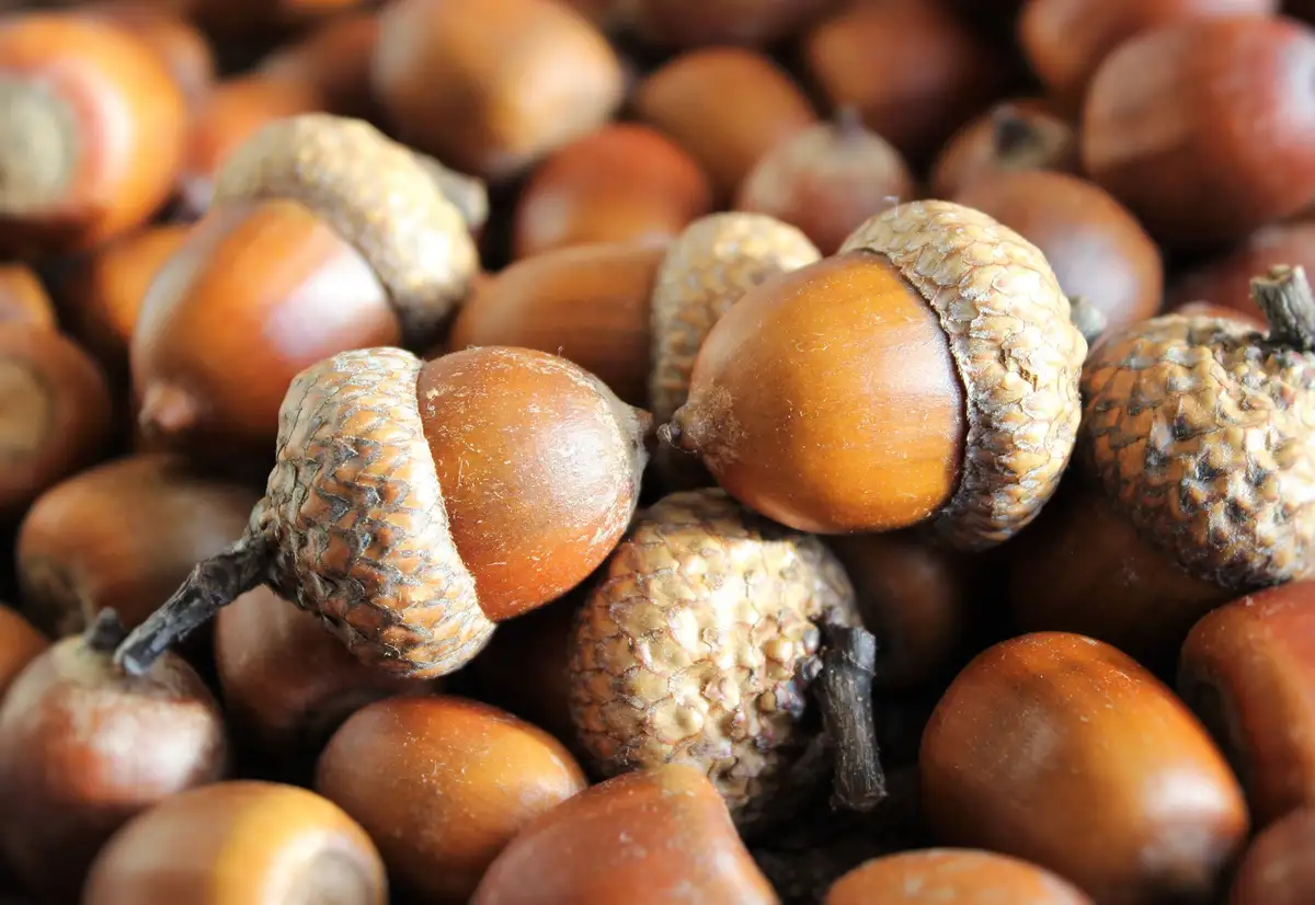 A close-up photograph shows a pile of acorns with their characteristic brown, textured caps and smooth, rounded bodies. The…
