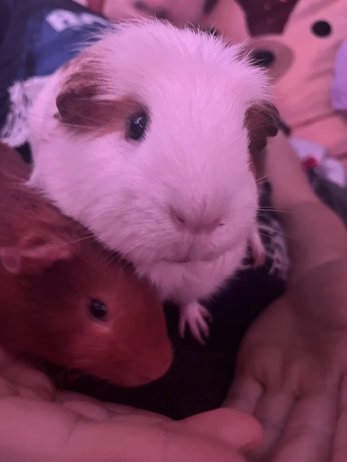 A close-up photo shows two guinea pigs being held in human hands under pinkish lighting; one is white with brown patches and…