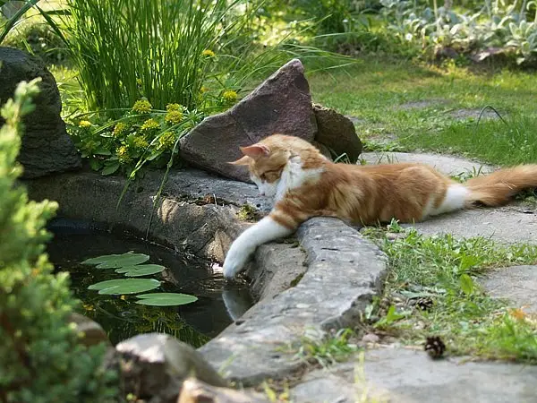 An orange and white cat lounges on the stone edge of a garden pond, paw dipped in water, surrounded by green grass, rocks…