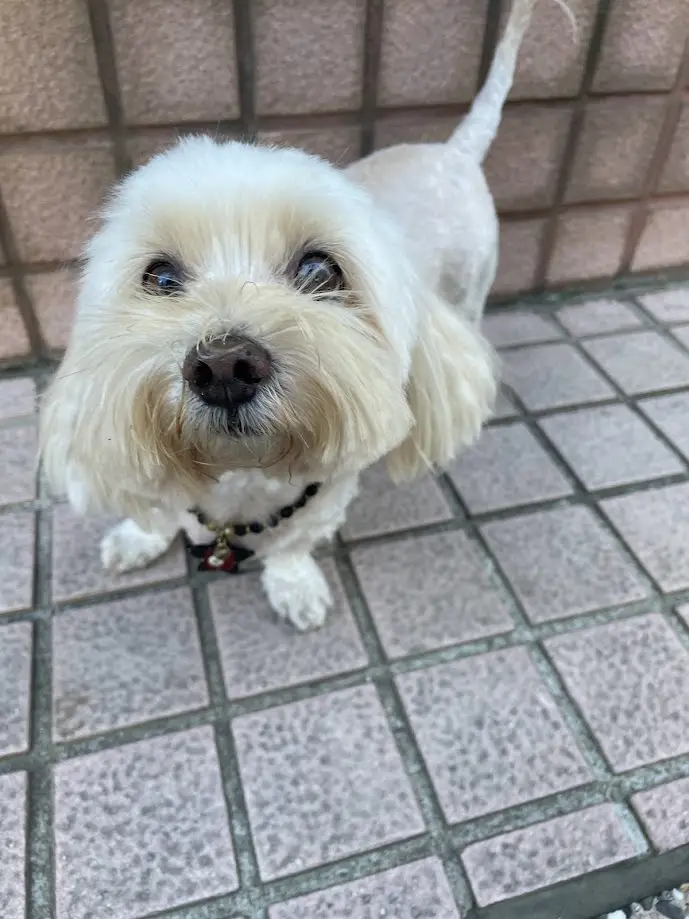 The adorable dog that stole everyone's heart
