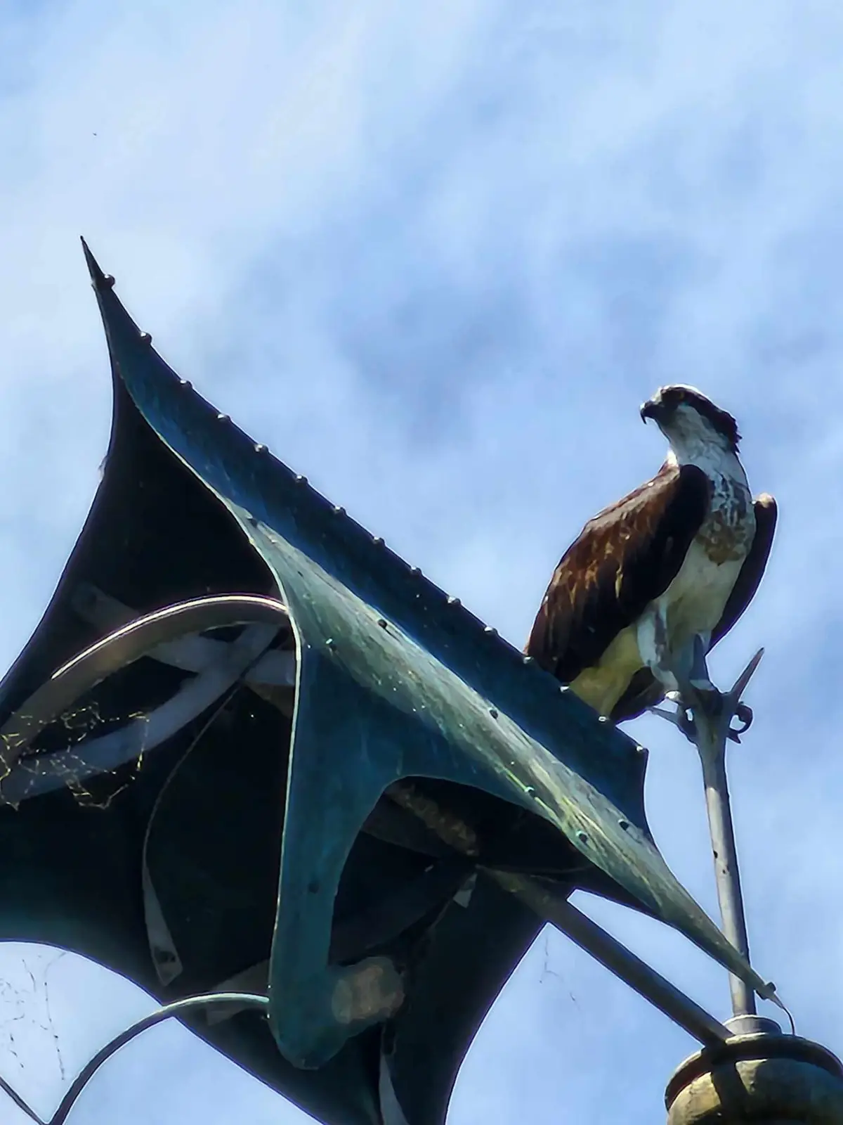 An osprey with brown and white feathers perches atop a large, weathered, greenish-blue metal weathervane shaped like a fish…