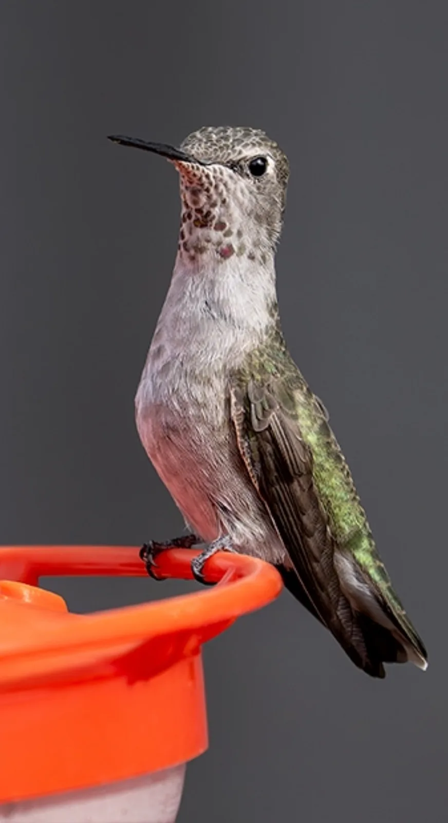 A close-up photograph of a hummingbird perched on the bright orange rim of a hummingbird feeder against a plain gray…