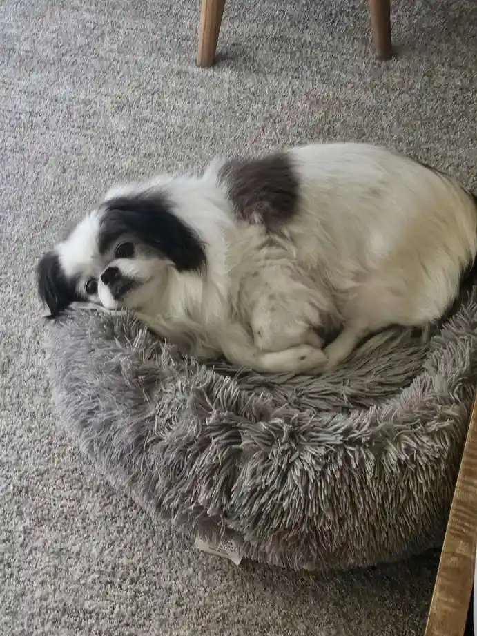 A small black-and-white dog with fluffy fur is curled up sleeping in a grey, shaggy dog bed on a carpeted floor. The dog's…