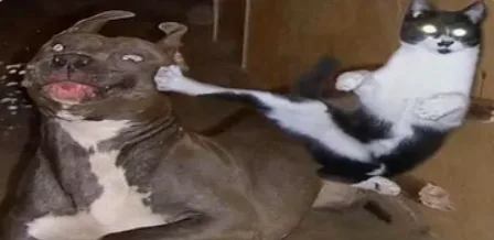 The Stealthy Ninja Cat Strikes Again