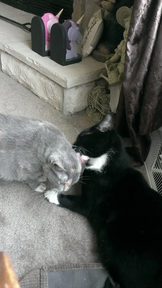 A black-and-white cat is licking a gray cat's face while both lie on a carpeted floor. In the background, a stone fireplace…