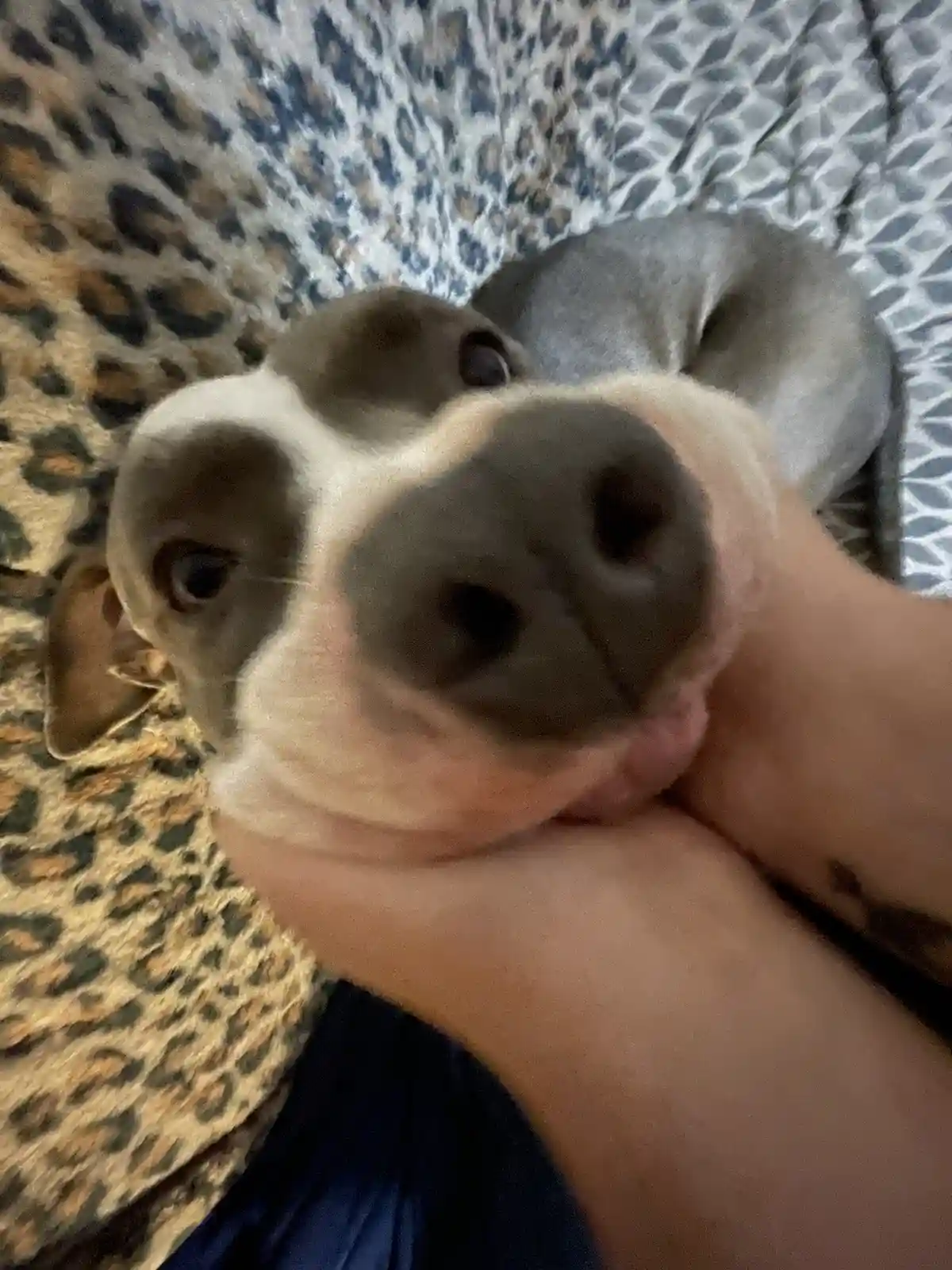 A close-up photo shows a small dog with a white and gray face, its nose and eyes filling the frame as it looks up at the…