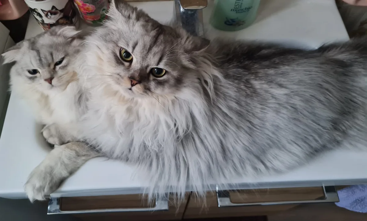Two fluffy gray cats are lounging in a white bathroom sink, one looking directly at the camera with a serious expression…