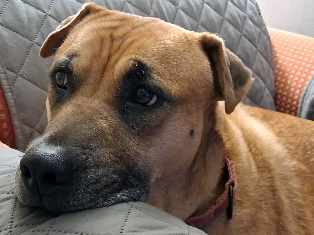 Introducing Barclay: The Star of the Show