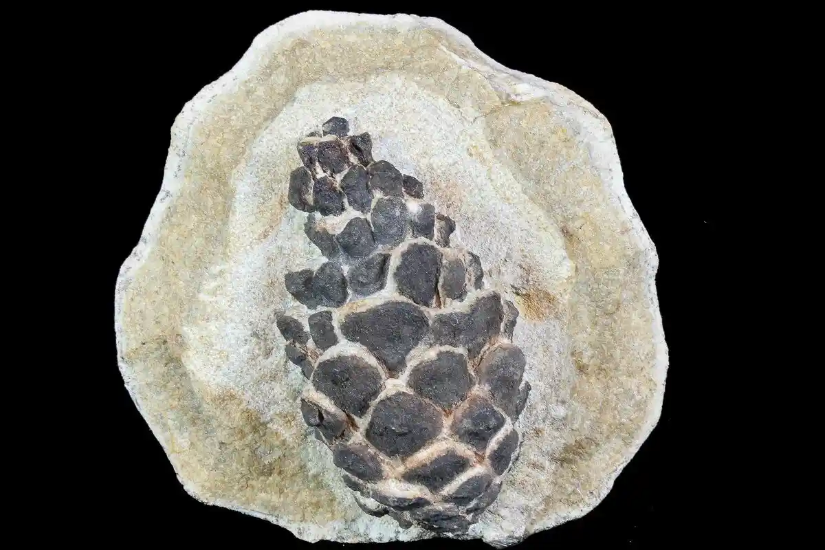 Discovering a 20 Million-Year-Old Fossilized Pine Cone