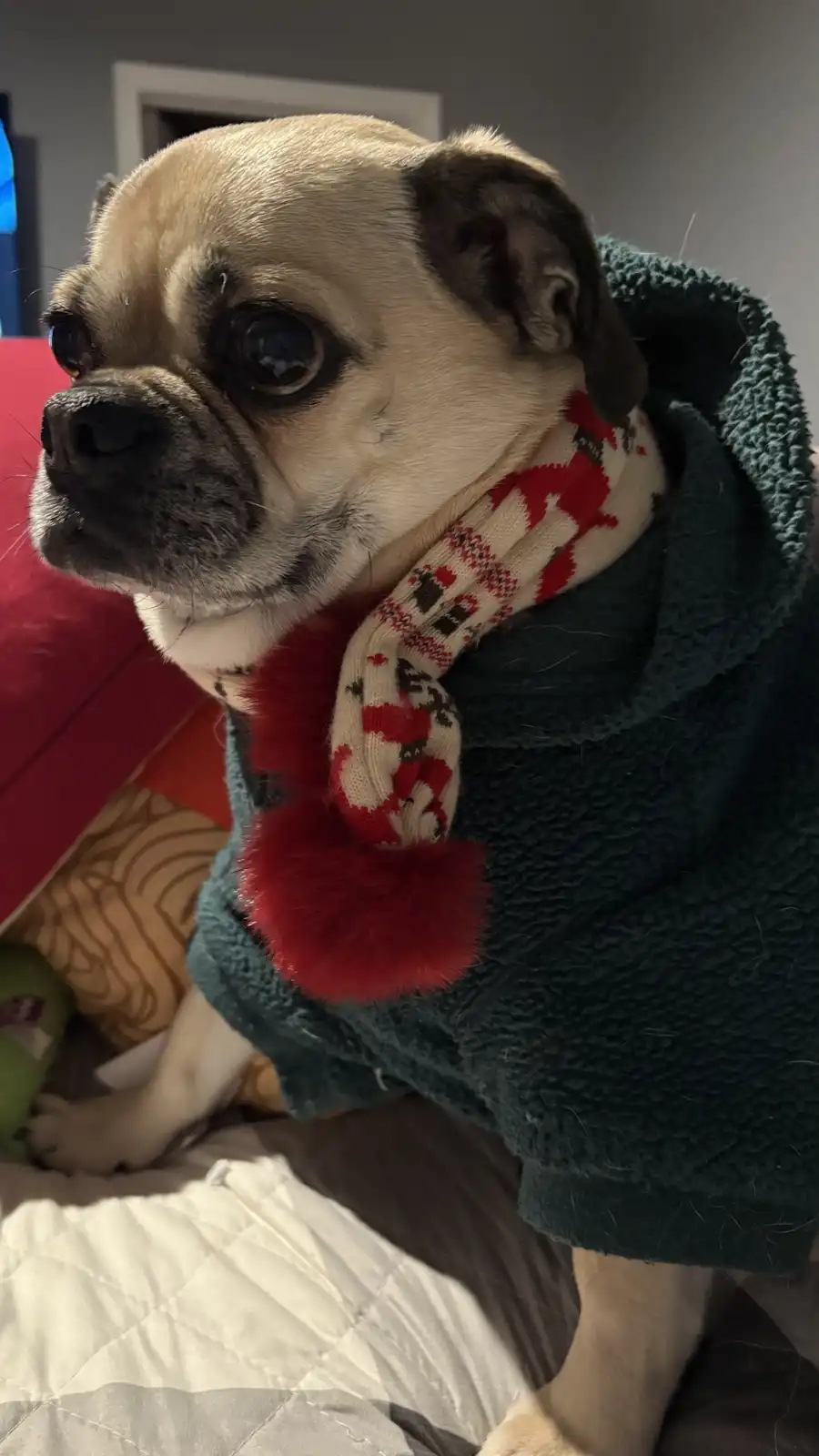 A pug dog is wearing a dark green fleece hoodie and a red-and-white patterned scarf with a red pom-pom, looking off to the…