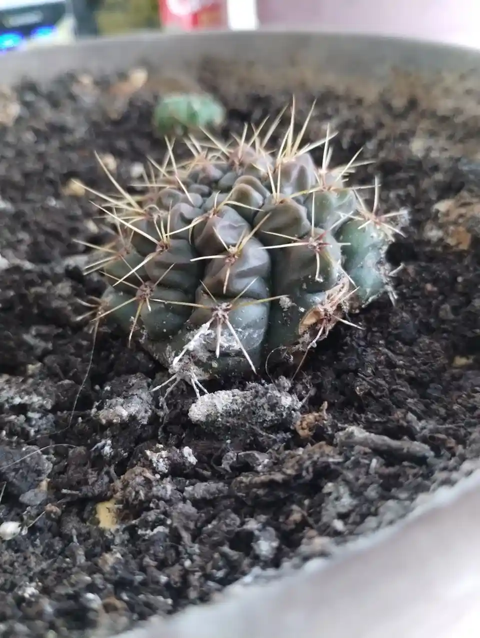 A close-up photo shows a small, spiky green cactus in dark soil within a pot. The cactus has numerous sharp, light-colored…