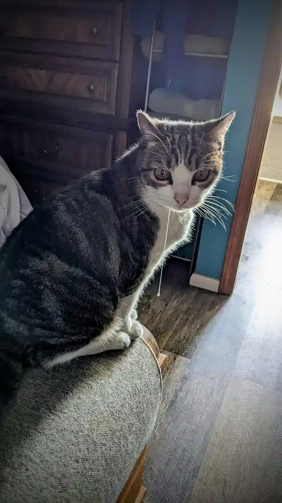 A gray and white tabby cat sits on a chair with a bored, unimpressed expression, staring directly at the camera. A thin…