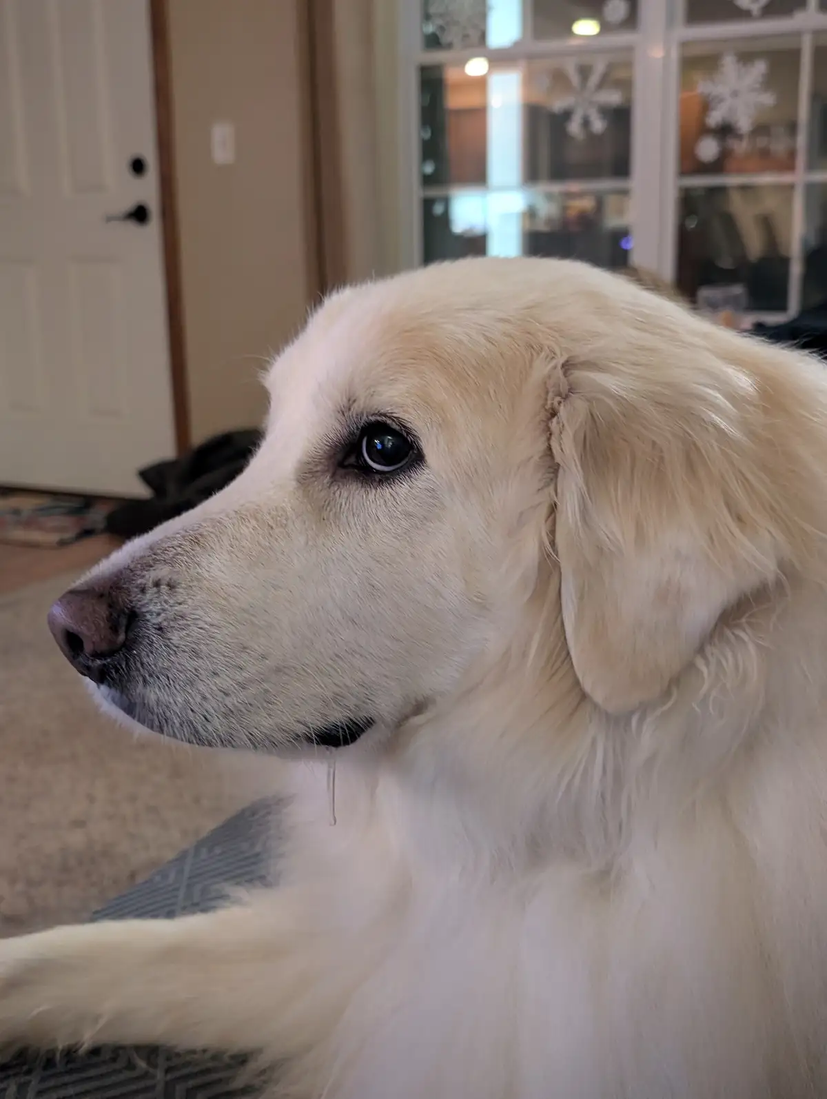 A close-up of a light-colored dog looking off to the side with a single tear visibly dripping from its eye. The background…