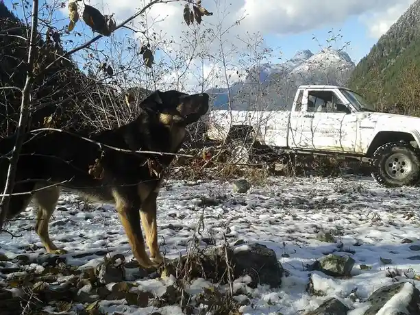 A German Shepherd dog stands in a snowy, rocky, wooded area with mountains in the background. Behind the dog is a white…