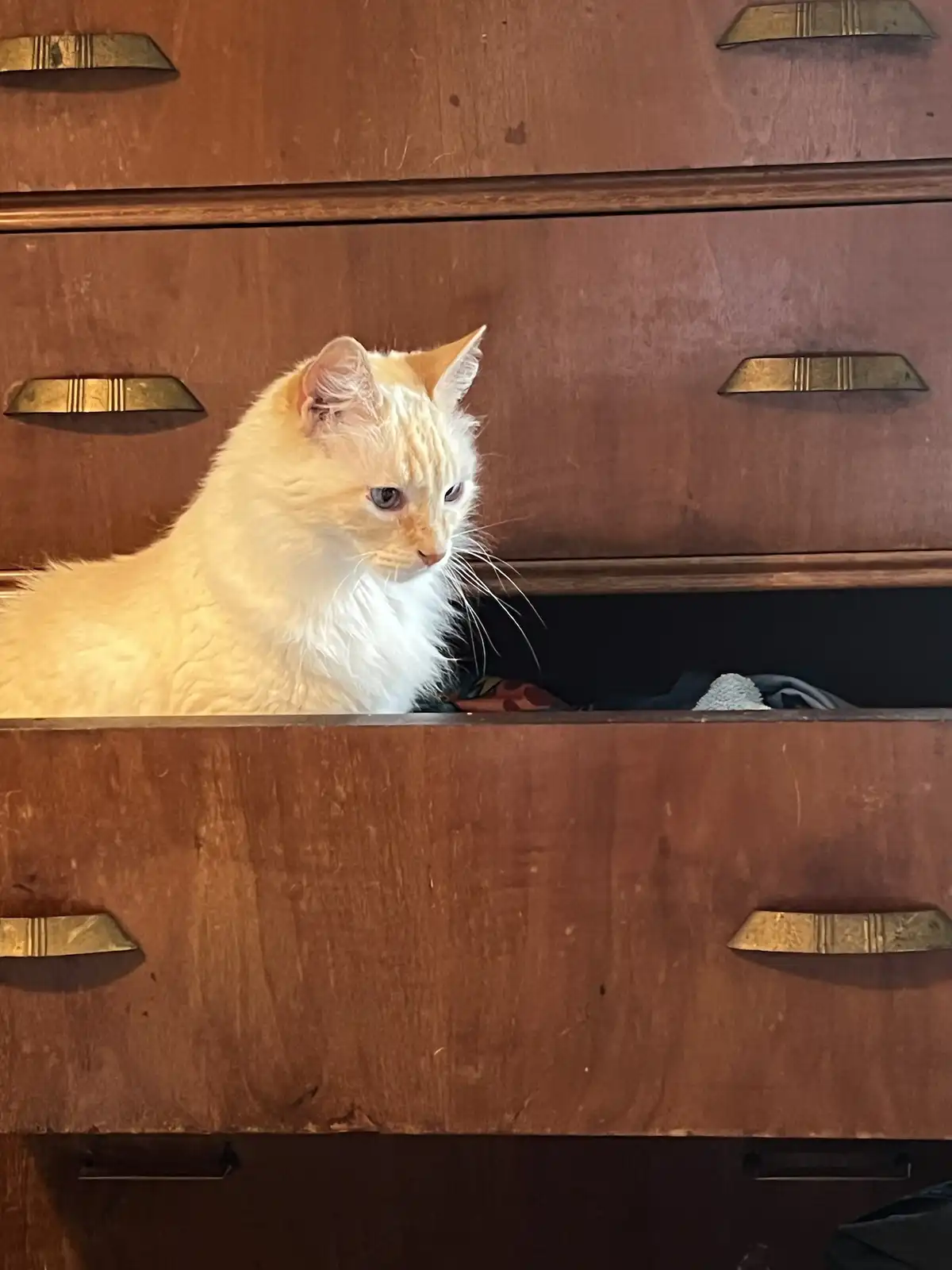 A fluffy orange and white cat is peeking out from an open wooden dresser drawer, looking sideways with a bored or…