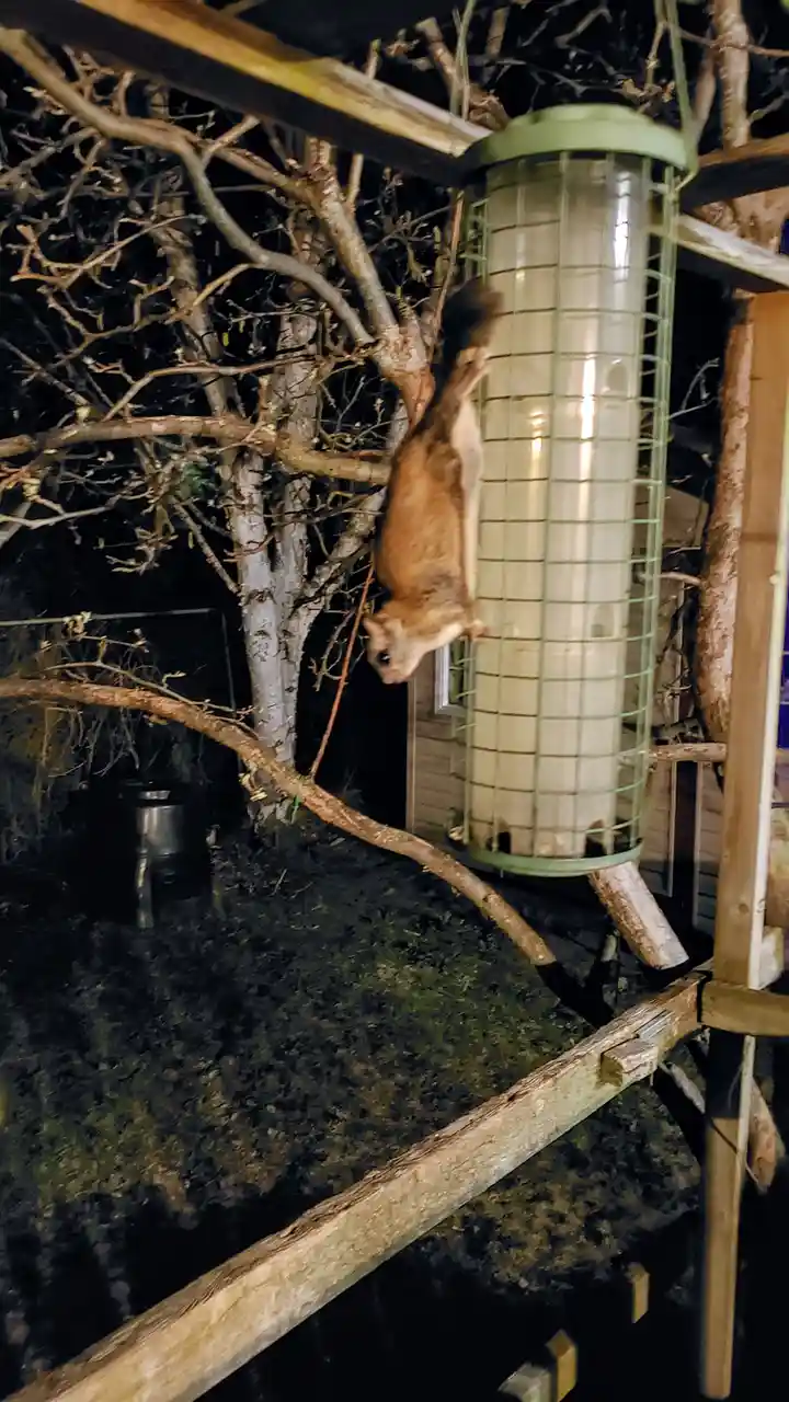 A small brown squirrel is hanging upside down from a tree branch at night, reaching toward a cylindrical bird feeder with a…