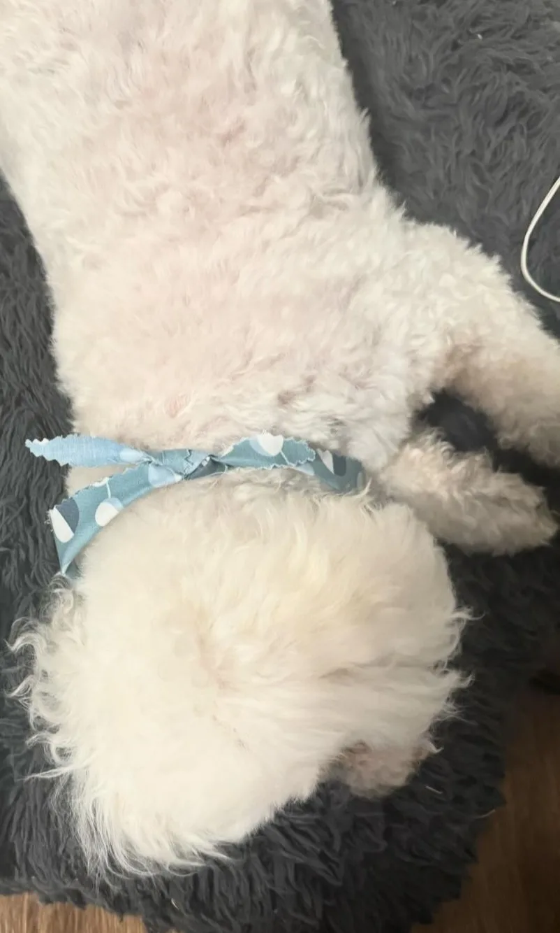 Meet My Adorable Dog