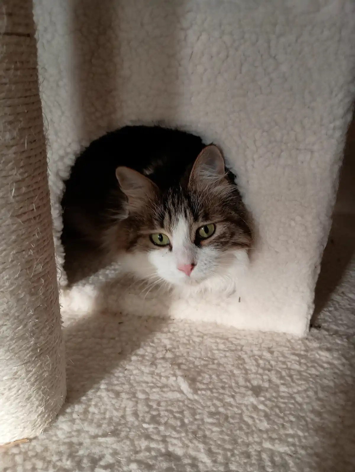 A fluffy brown and white cat with green eyes peeks out from a cozy, white fleece-lined hideaway inside a cat tree, looking…