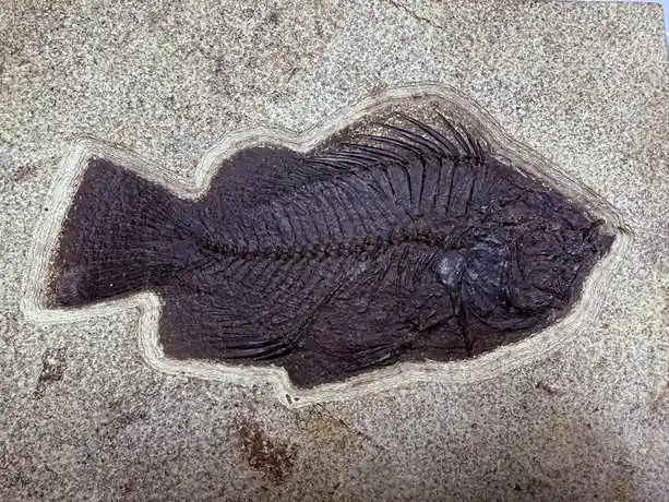 A fossilized fish embedded in a light-colored rock slab, showing detailed dark impressions of its skeleton, fins, and…