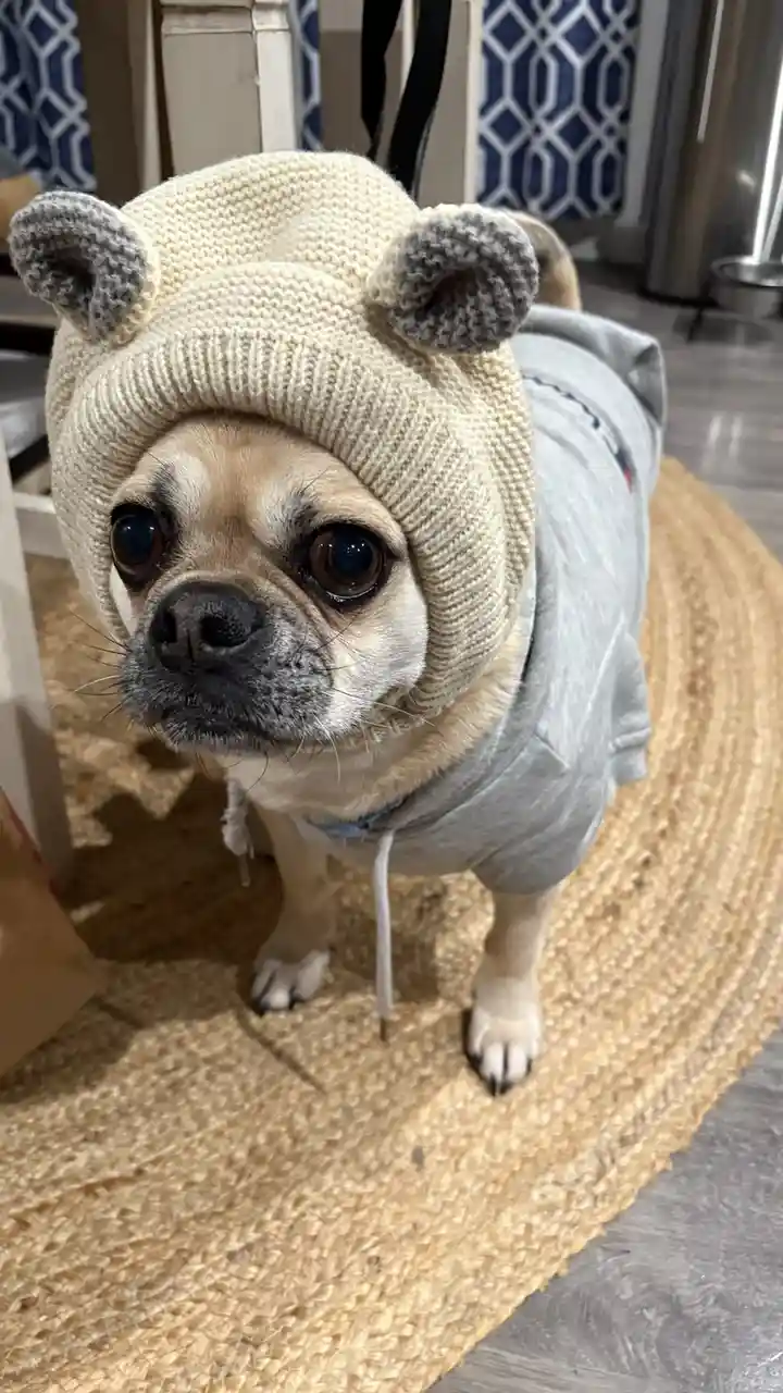 A fawn-colored pug dog is wearing a cream-colored knitted bear hat with gray ears and a gray hoodie, standing on a woven rug…