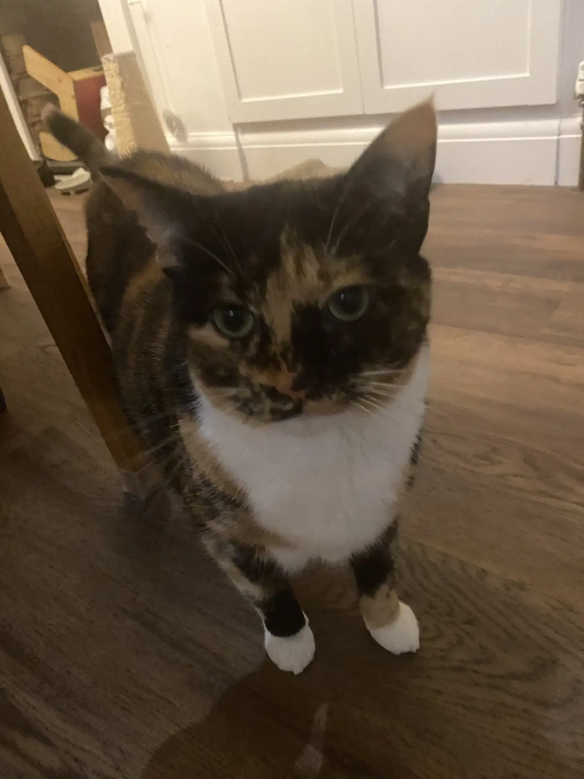 A calico cat with a white chest and paws sits on a wooden floor, looking directly at the camera with a serious, unimpressed…
