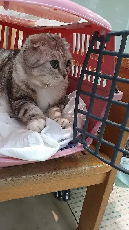 A gray tabby cat with green eyes sits inside a pink plastic pet carrier, looking off to the side with a bored expression…