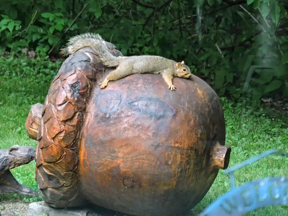 The Mighty Acorn