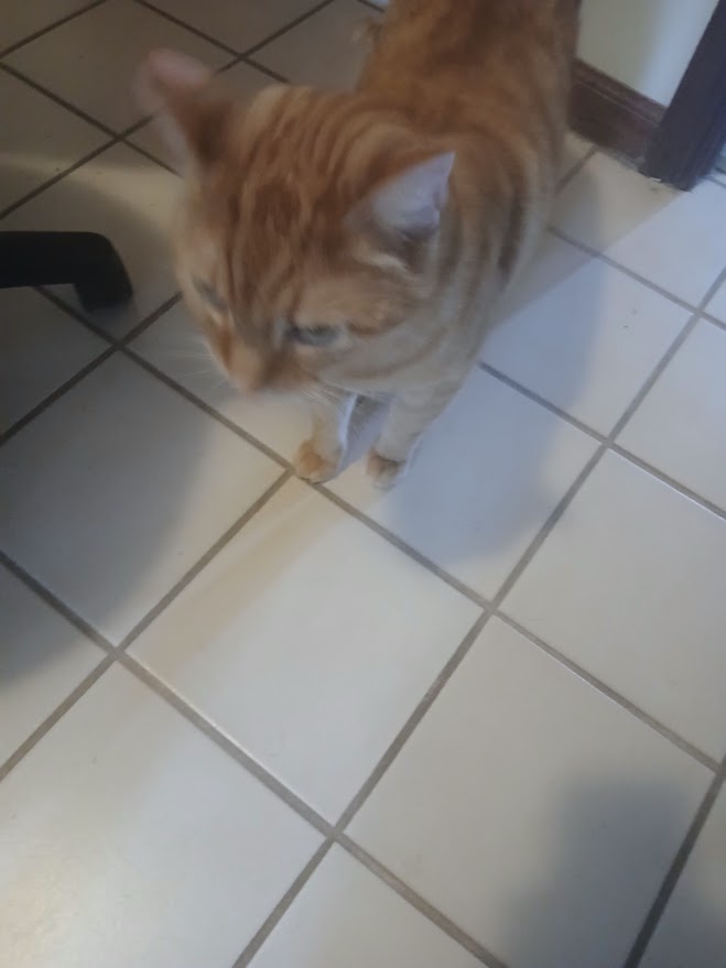 An orange tabby cat stands on a white tiled floor, looking down with a slightly dazed or uninterested expression. The cat's…